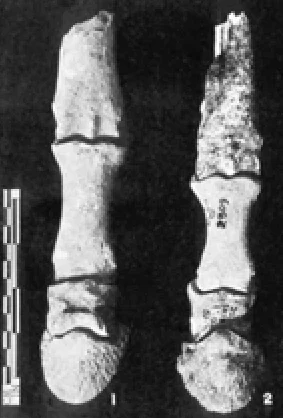 Horse bones found from Surkotada | Aryan Invasion Theory